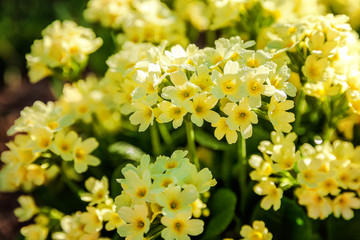 Primrose Primula with yellow flowers. Inspirational natural floral spring or summer blooming garden or park under soft sunlight and blurred bokeh background. Colorful blooming ecology nature landscape