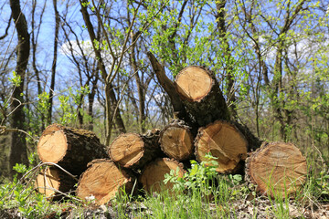 oak logs on green meadow