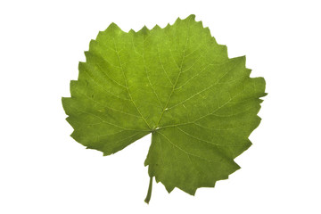leaves of trees isolated on white background