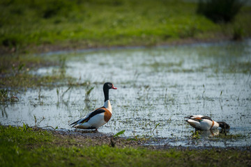 Colorful Shelducks at wetlands