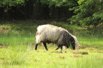 Grazing Sheep