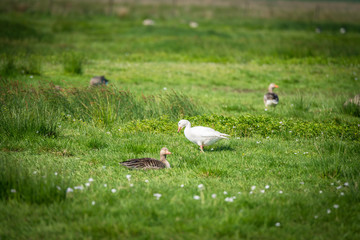 Domesticated goose among wild geese