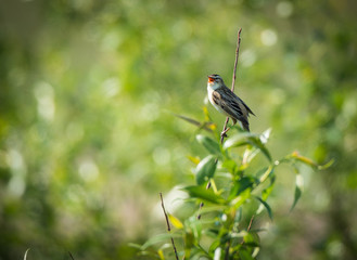 A small  brown shrike 
that sings