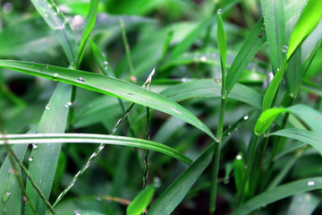 Dew drops on fresh spring grass on a morning