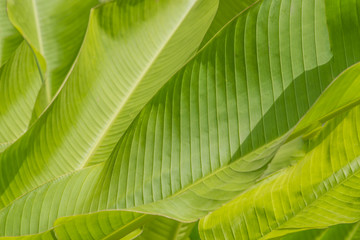 Green leaves of palm tree full texture