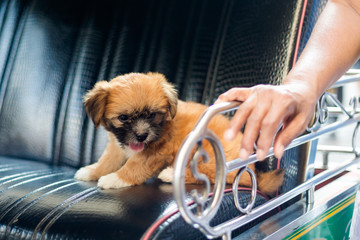 Puppy dog on seat Bangkok