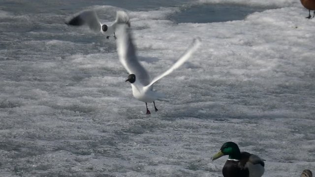 Hungry gull flying up to ruddy sheld duck, taking off piece of bread and flying away. Super slow motion. Closeup shot of wild birds in natural habitat.
