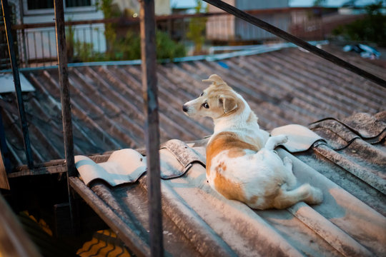 Dog relaxing on roof Bangkok