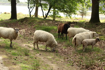 Obraz na płótnie Canvas Grazing Sheep
