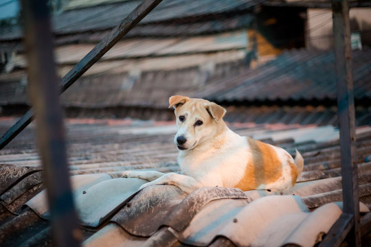 Dog relaxing on roof Bangkok