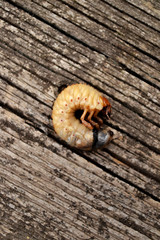 Large Melolonthinae larva, pest  gardens, vegetable gardens