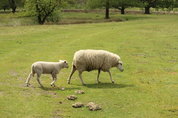 Grazing Sheep