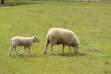 Obraz premium Grazing Sheep