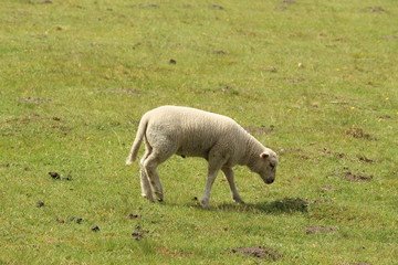 Obraz na płótnie Canvas Grazing Lamb