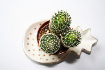 cactus su piatto ananas oro