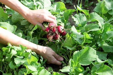 hand with fresh radish