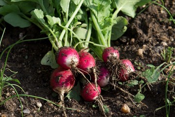 fresh radish wtih soil