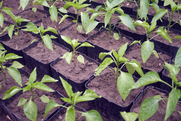 pepper seedlings growing in greenhouse, close up