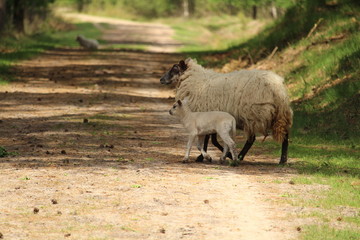Sheep Blocking The Road