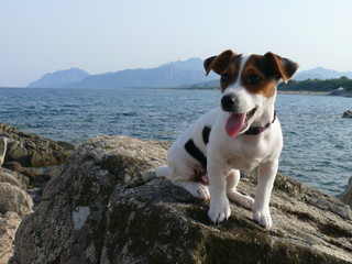 Little Jack Russell Terrier Puppy sitting on the stone in seaside