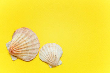 Tropical Background. Seashell on yellow colourful trendy modern fashion background. Vacation travel summer weekend sea adventure trip concept