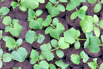 cucumber seedlings growing in greenhouse, close up