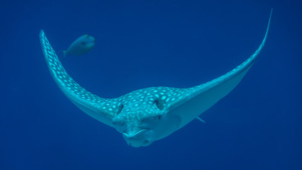 Isolated White spotted eagle ray fish- Red Sea Israel