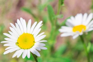 Obraz premium daisies in summer on a green background