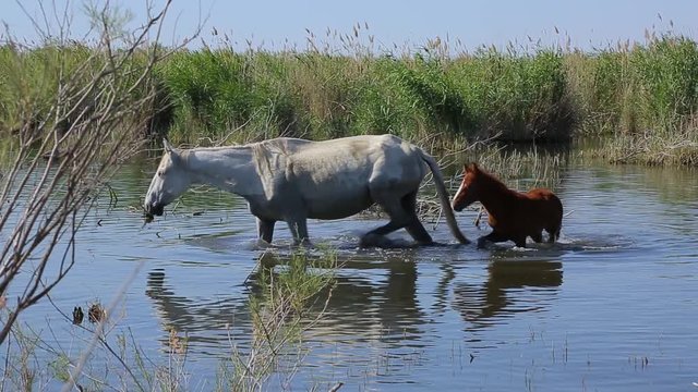 Camargue Horse, Mare and Foal eating Grass in Swamp, Saintes Marie de la Mer in The South of France, Real Time