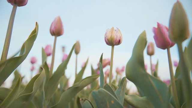tender tulips against the blue sky