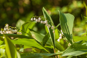 Obraz premium Lily of the valley (Convallaria majalis) in flower