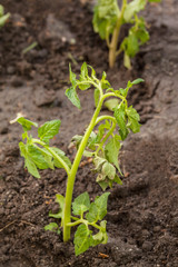 Seedlings of tomatoes in the garden