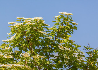 Blooming viburnum on a sunny day