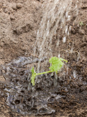 Watering the melon seedlings