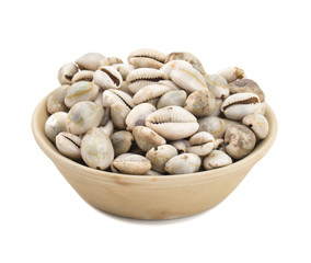 Beautiful White Seashells Isolated on White Background