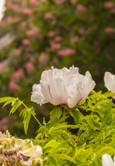 Flower Paeonia suffruticosa.