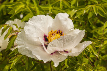 Flower Paeonia suffruticosa with drops of dew.