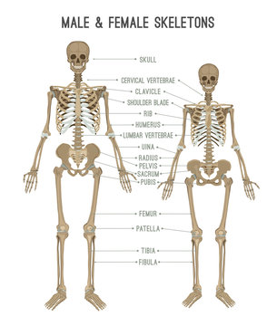 Skeleton differences image