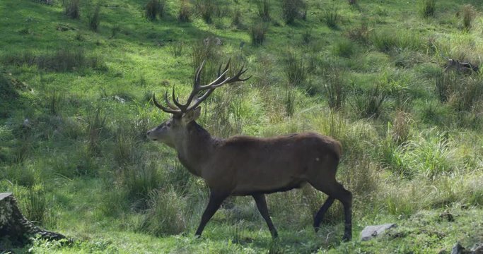 Male deer buck walking through grassy area - slow motion