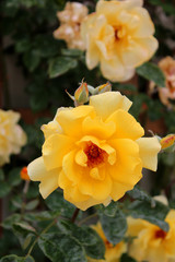 Beautiful yellow rose flower 