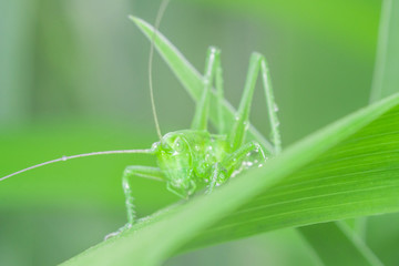 green grasshopper in the grass