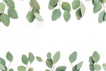 green branches, eucalyptus leaves on a white background. flat layout, top view