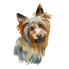 Australian silky terrier