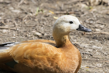 Ruddy shelduck female lying on ground portrait. Beautiful orange duck in city park. Bird in wildlife.