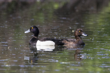 Tufted duck male and female pair swimming on river. Cute waterbirds, brown, black, white. Bird in wildlife.