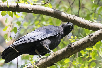 Raven juvenile sitting on branch. Cute funny mighty dark crow. Bird in wildlife.