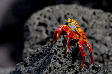 Sally Lightfoot Crab or Red Rock Crab (Grapsus grapsus) in Galap
