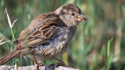 Isolated House Sparrow- Israel