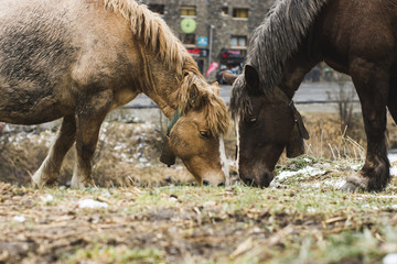 Fototapeta premium mountain horse