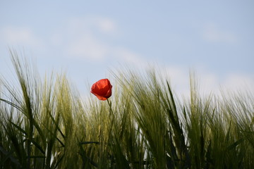 Kornblume im Getreidefeld